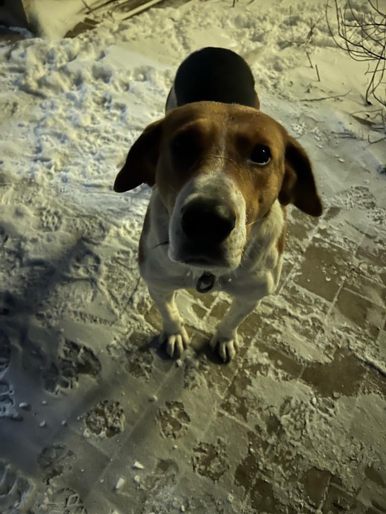 Найдена собака в Владимире — фото объявления