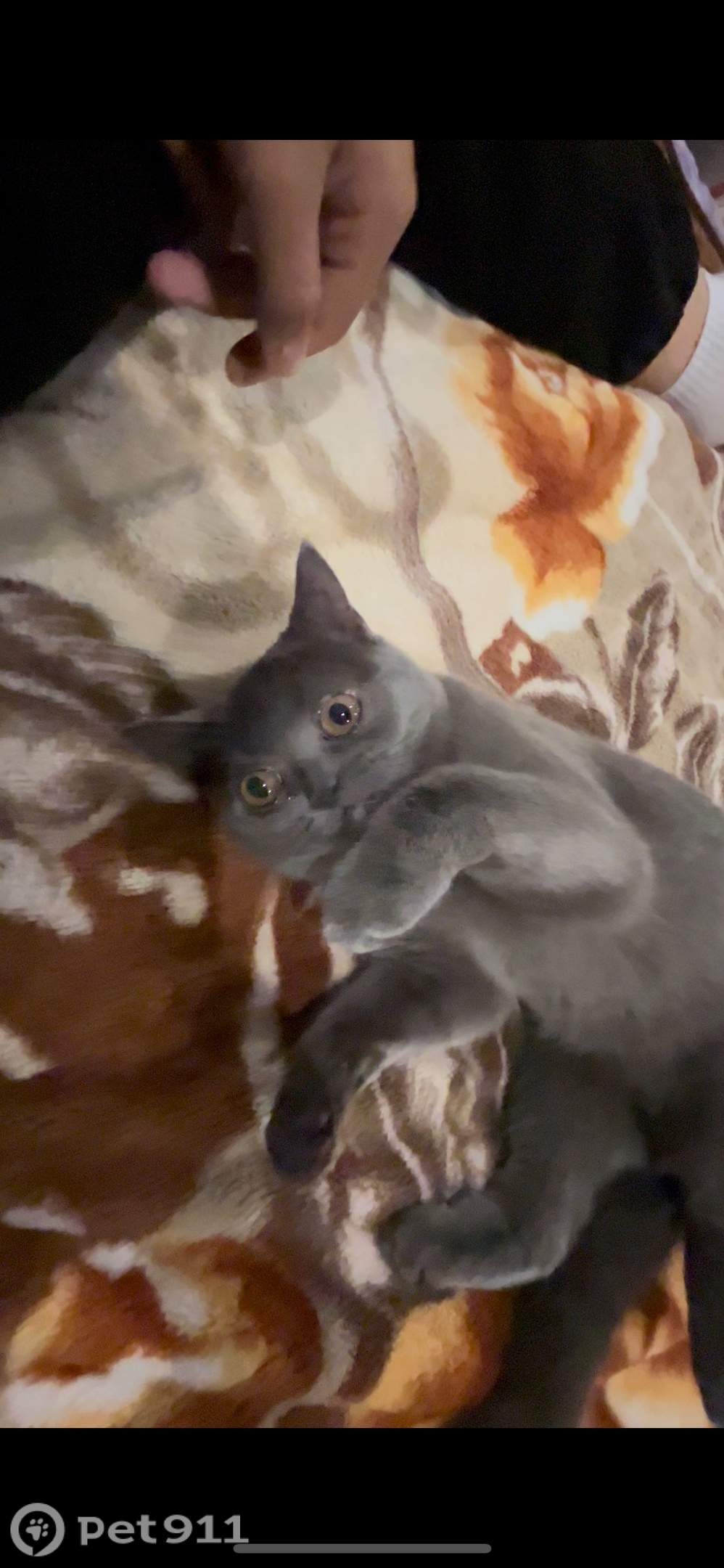 Пропала кошка в Владимире — фото объявления