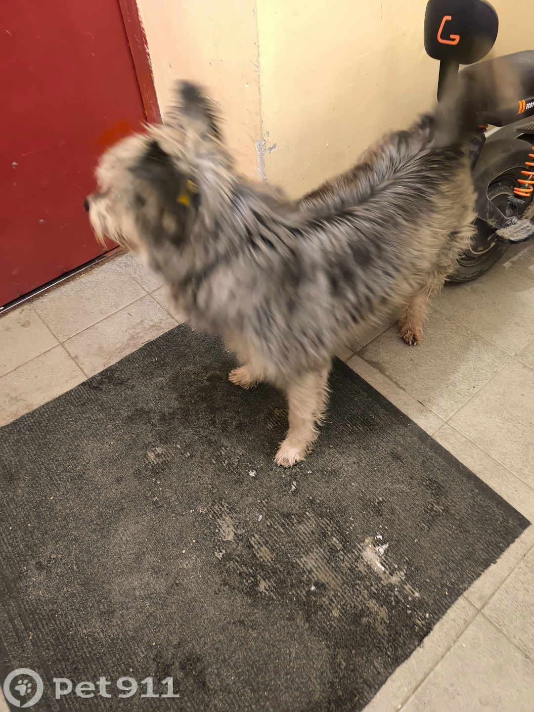 Найдена собака в Владимире — фото объявления