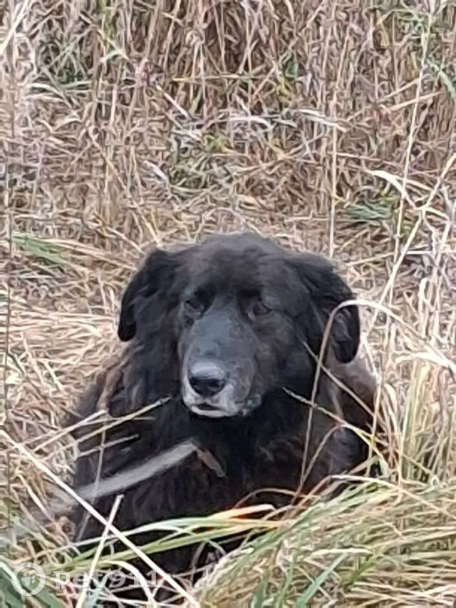 Пропала собака в Владимире — фото объявления