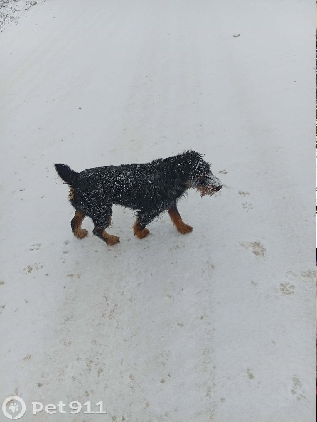 Найдена собака в Владимире — фото объявления