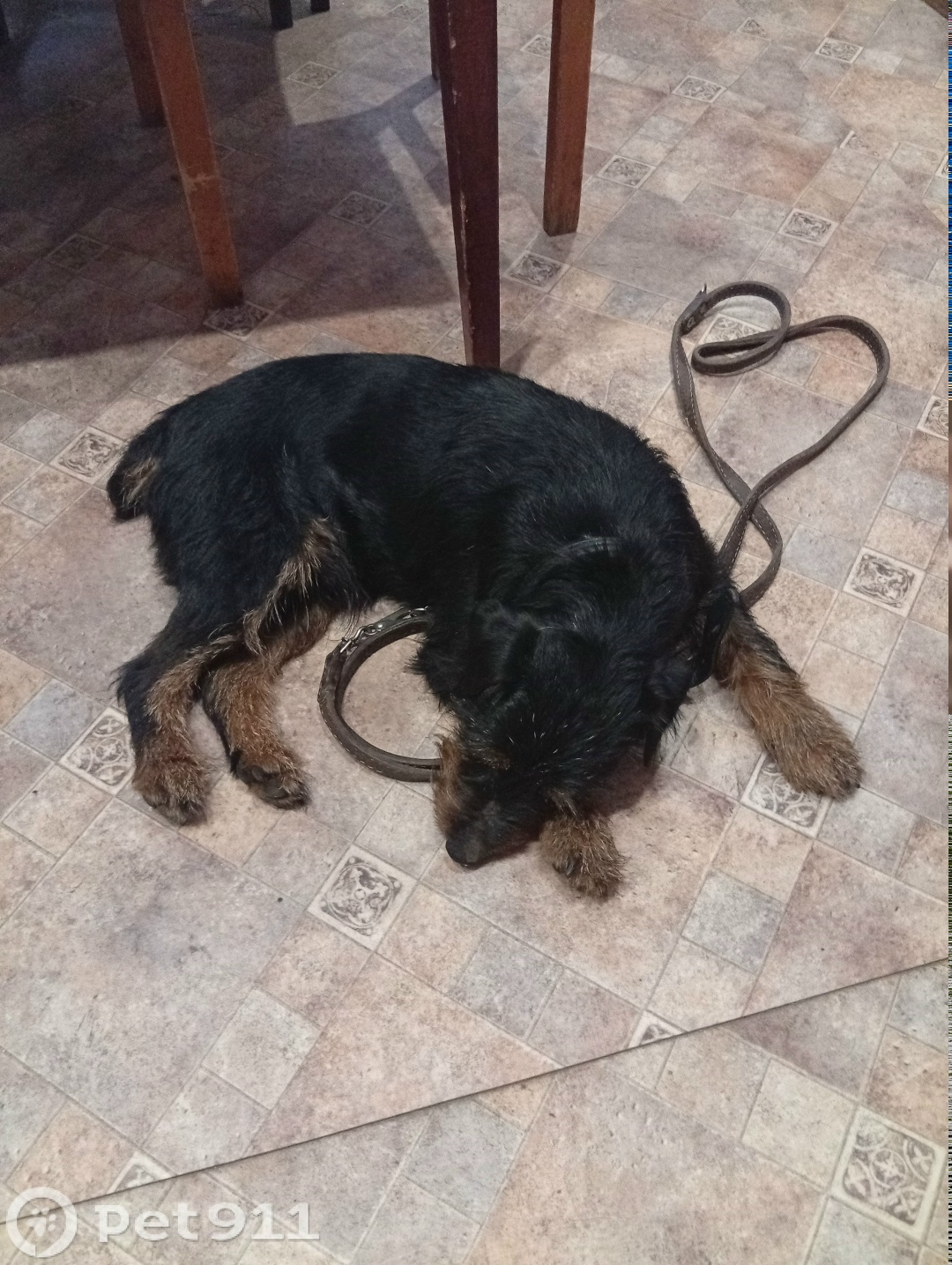 Найдена собака в Владимире — фото объявления