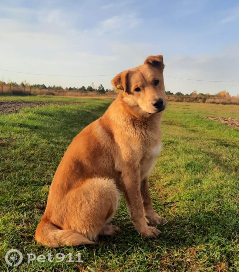 Пропала собака в Владимире — фото объявления
