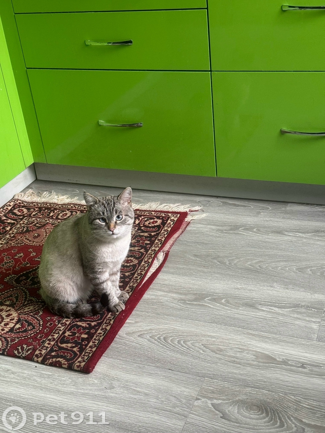 Пропала кошка в Владимире — фото объявления