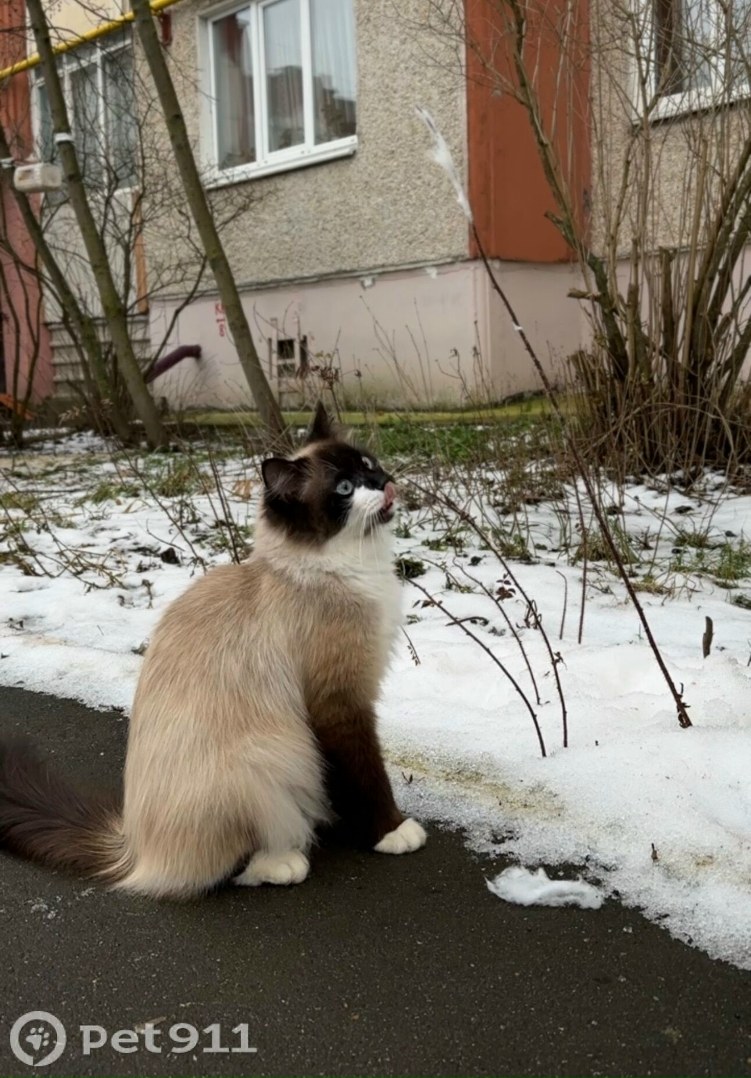 Найдена кошка в Владимире — фото объявления
