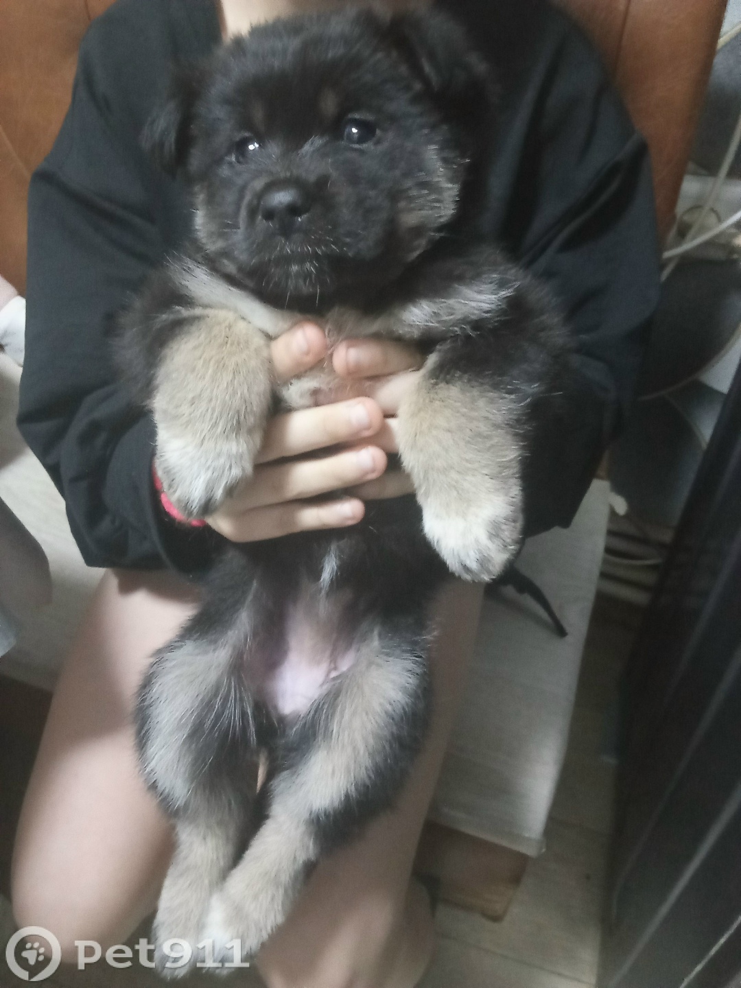 Найдена собака в Владимире — фото объявления