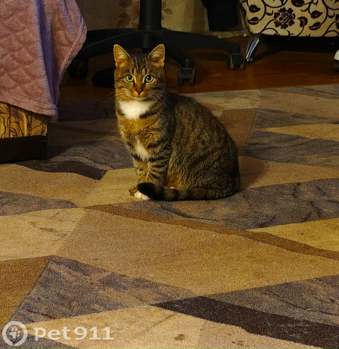 Пропала кошка в Владимире — фото объявления