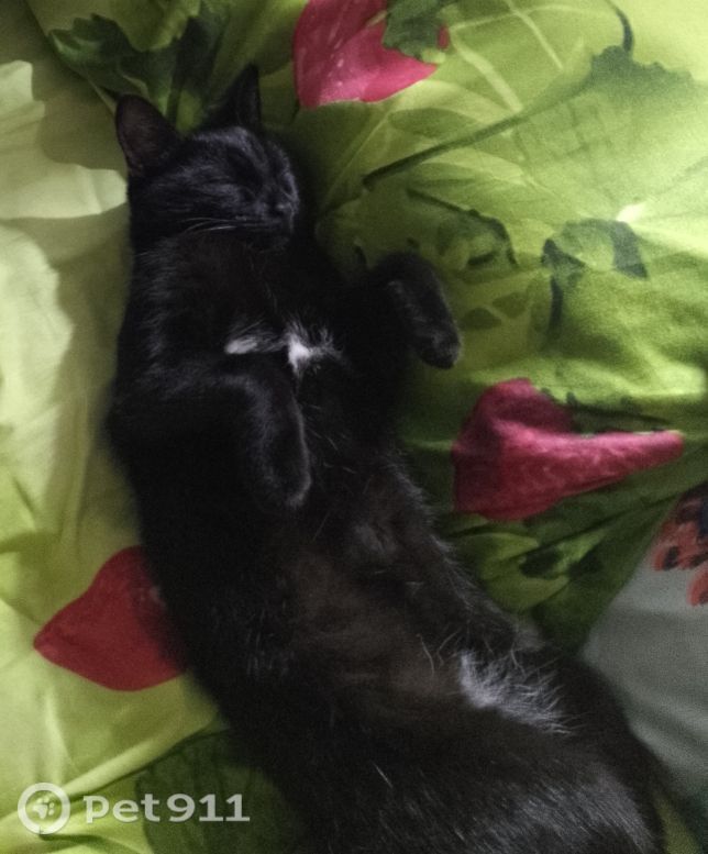 Пропала собака в Владимире — фото объявления