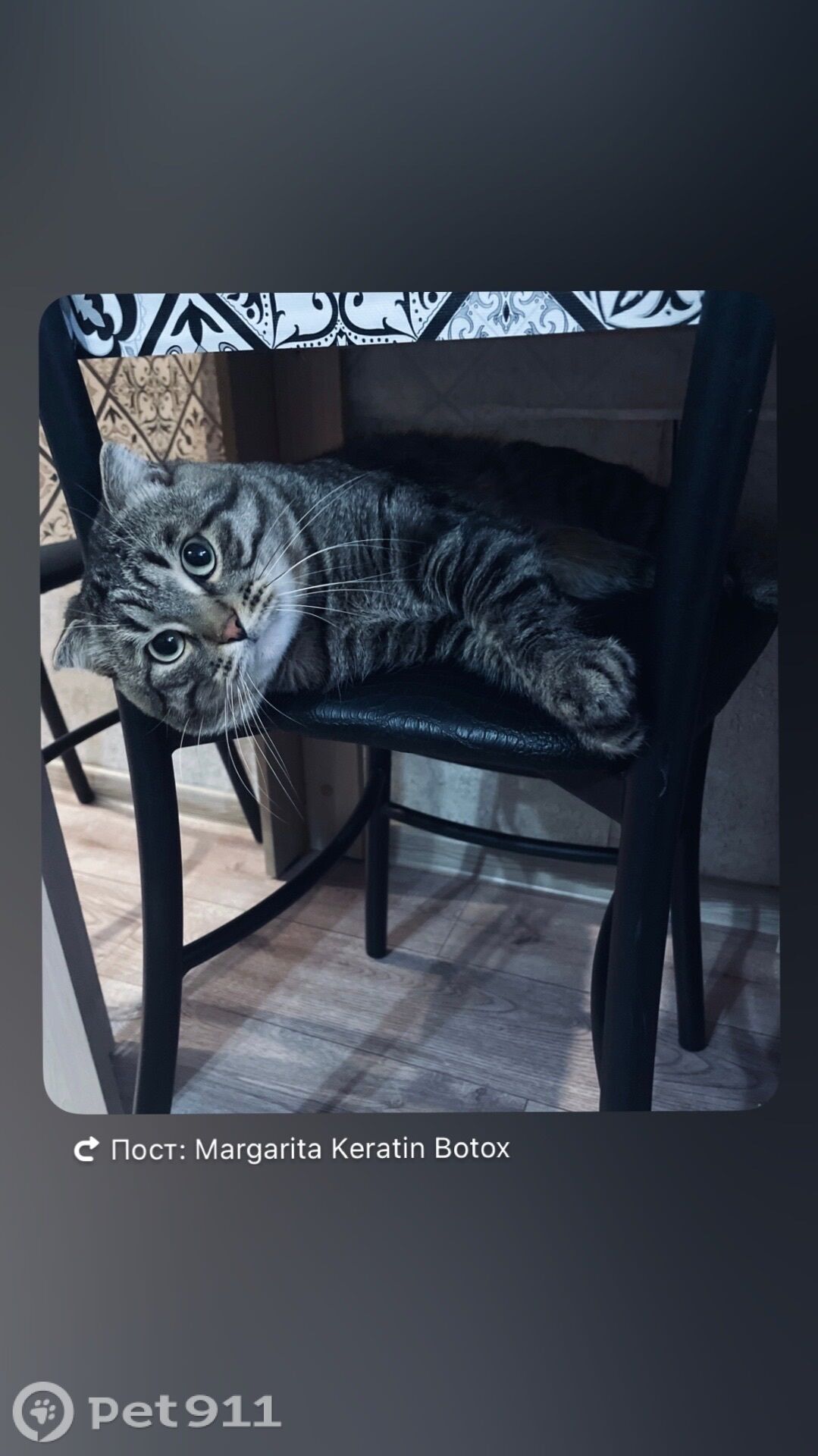 Пропала кошка в Владимире — фото объявления