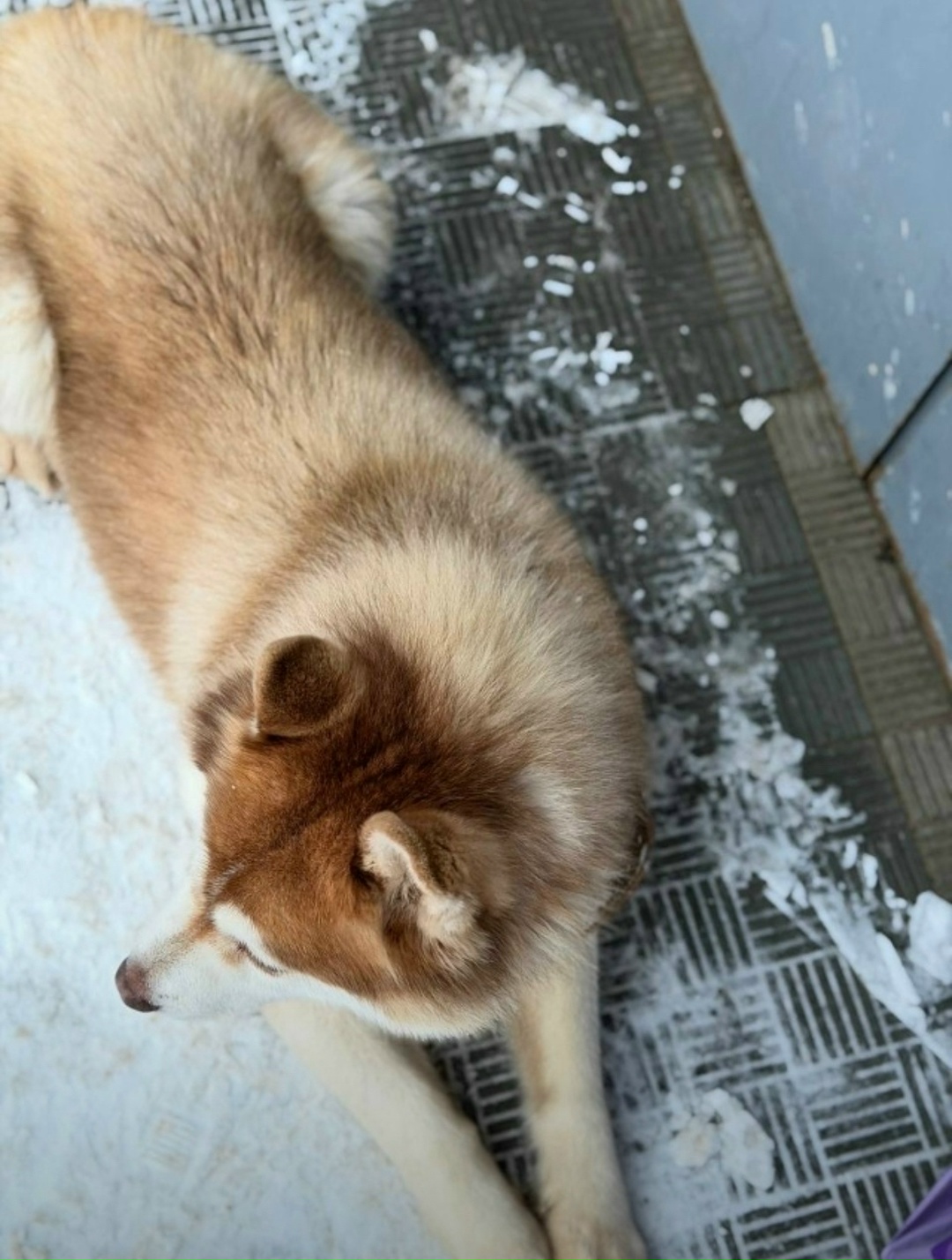 Пропала собака в Владимире — фото объявления