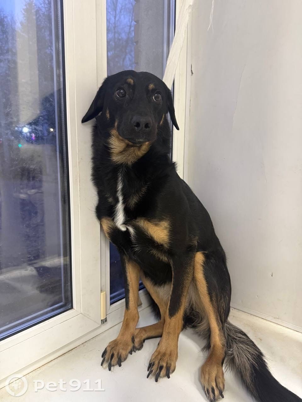 Пропала собака в Владимире — фото объявления