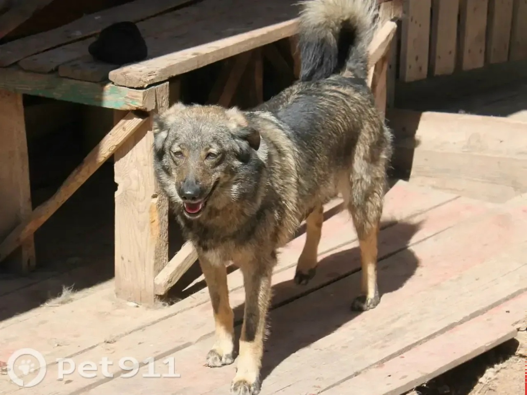 Пропала собака в Владимире — фото объявления