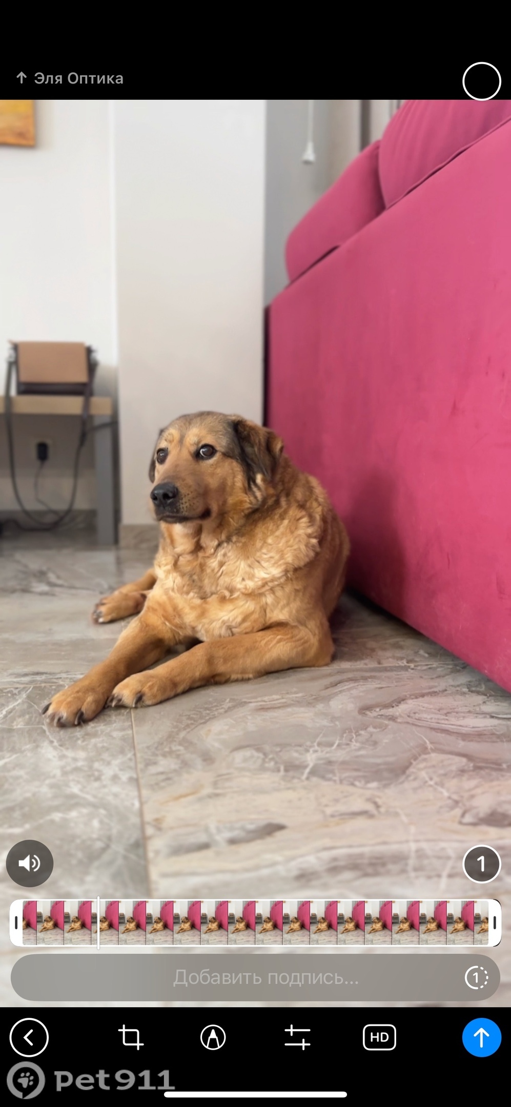 Пропала собака в Владимире — фото объявления