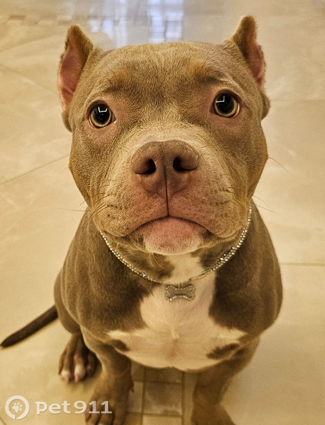 Пропала собака в Владимире — фото объявления