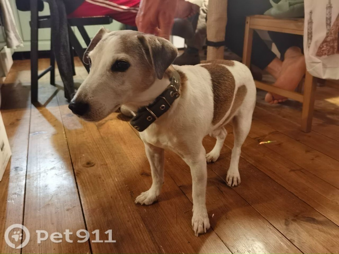 Найдена собака в Владимире — фото объявления