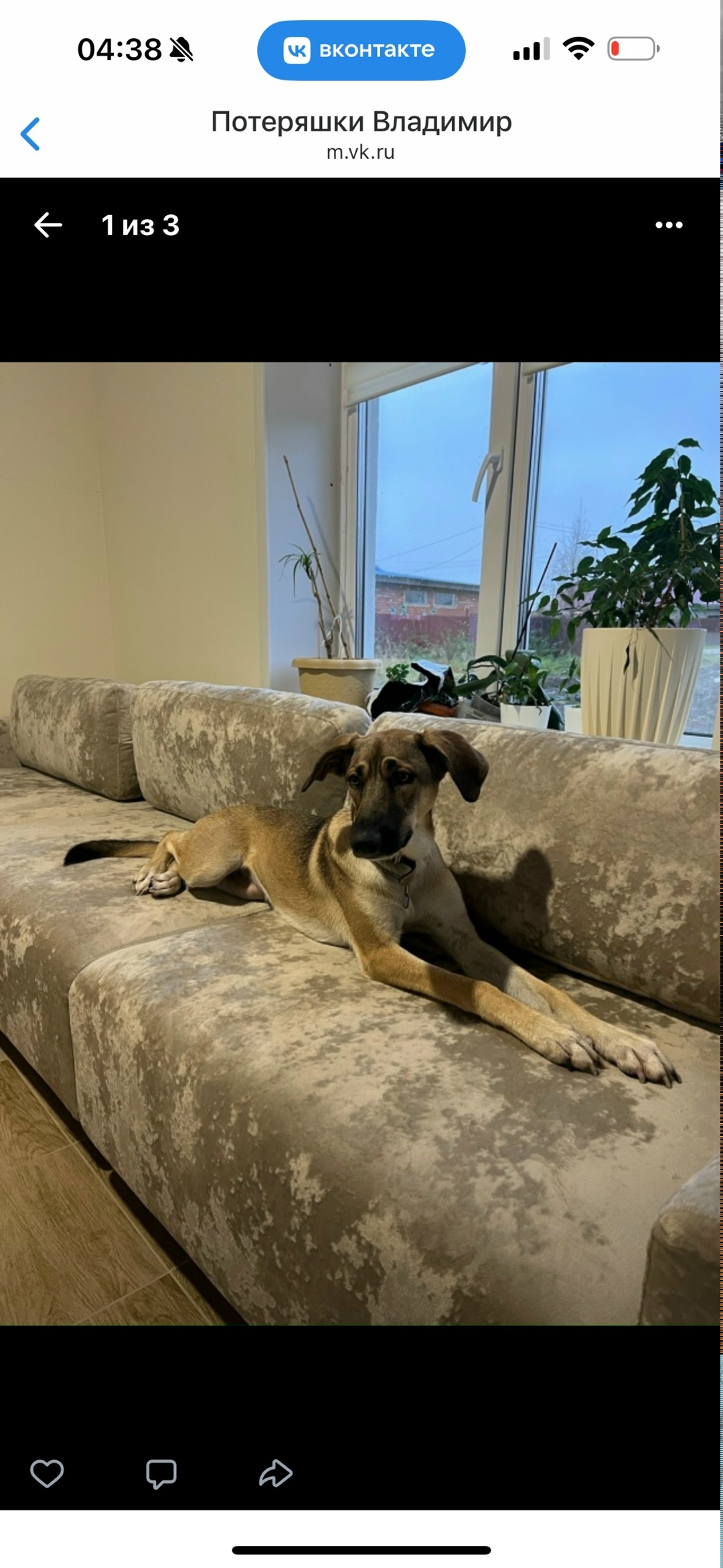 Пропала собака в Владимире — фото объявления