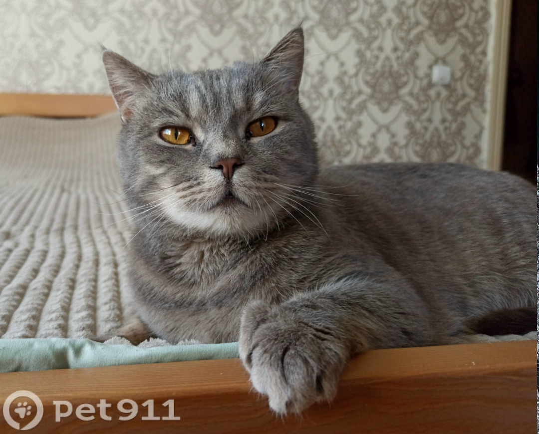 Пропала кошка в Владимире — фото объявления