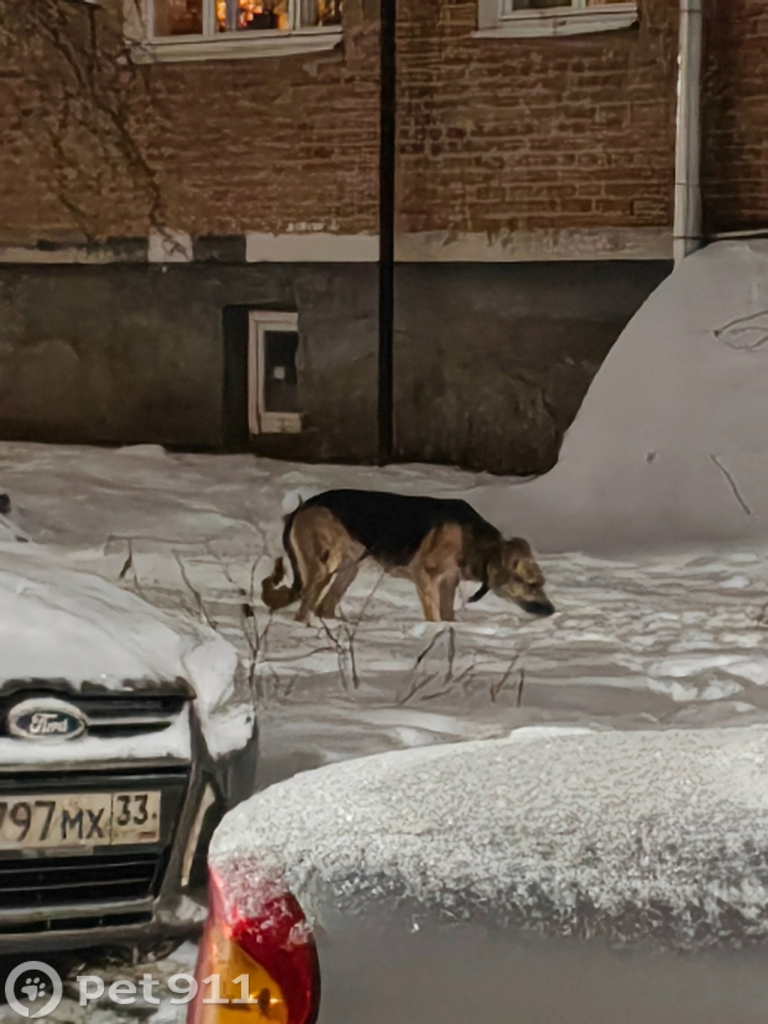 Найдена собака в Владимире — фото объявления