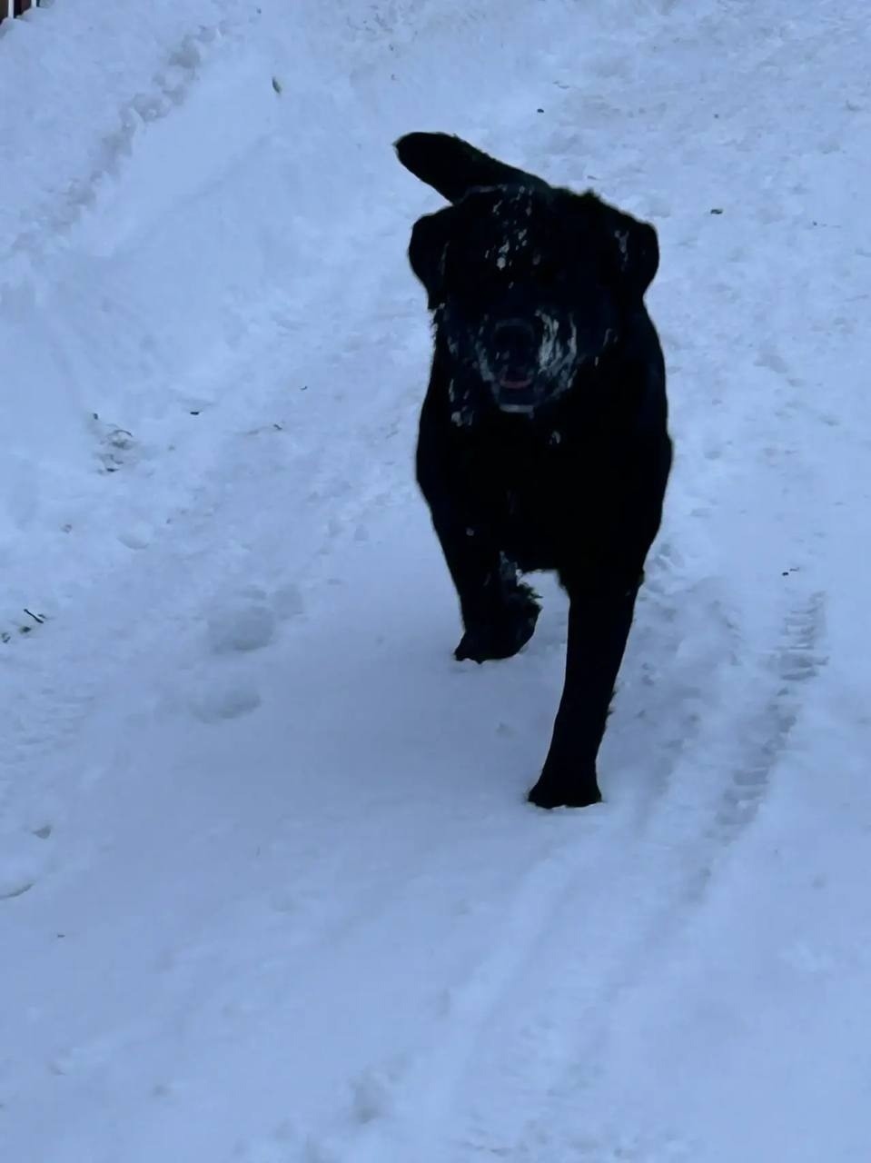 Найдена собака в Владимире — фото объявления