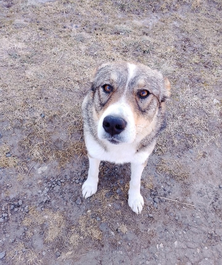 Пропала собака в Владимире — фото объявления