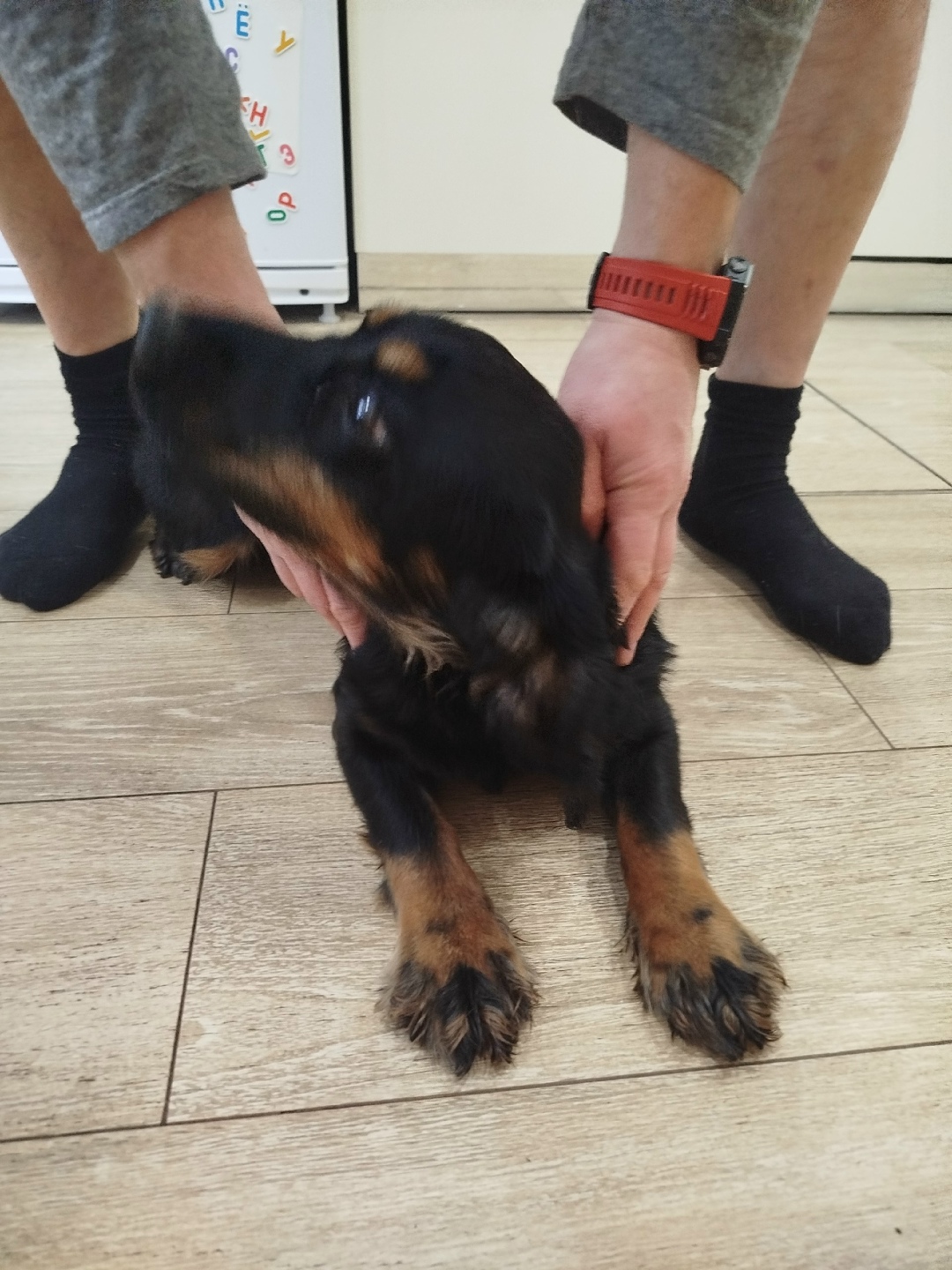 Найдена собака в Владимире — фото объявления