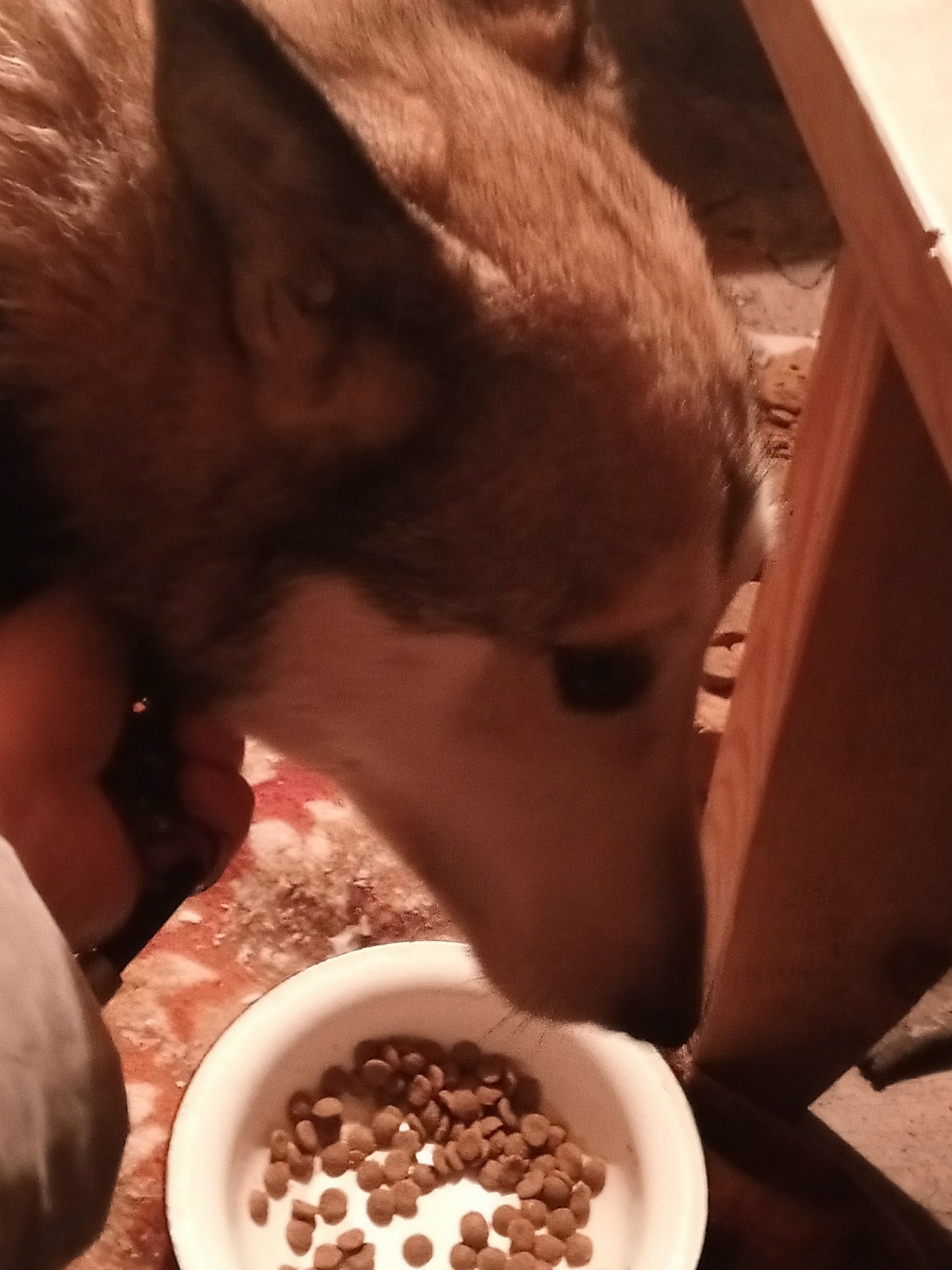 Найдена собака в Владимире — фото объявления