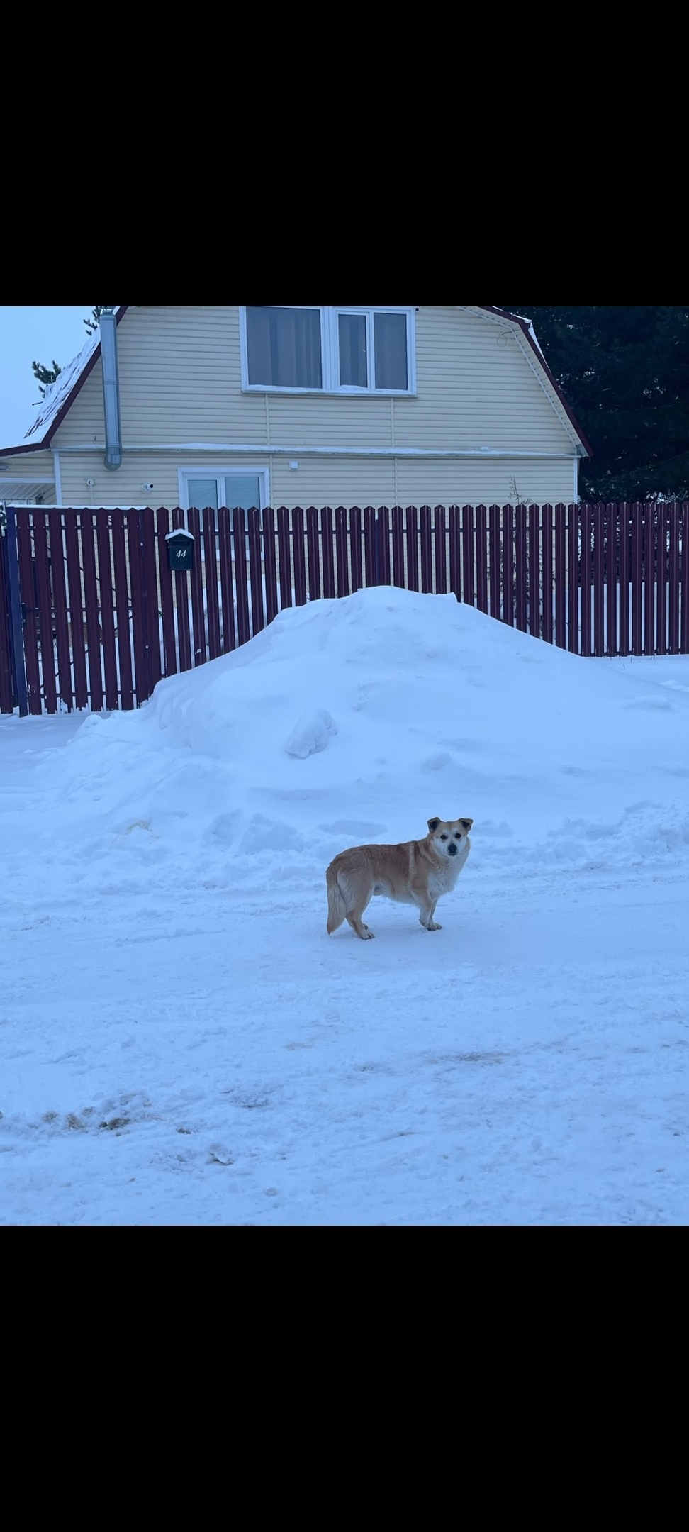 Найдена собака в Владимире — фото объявления
