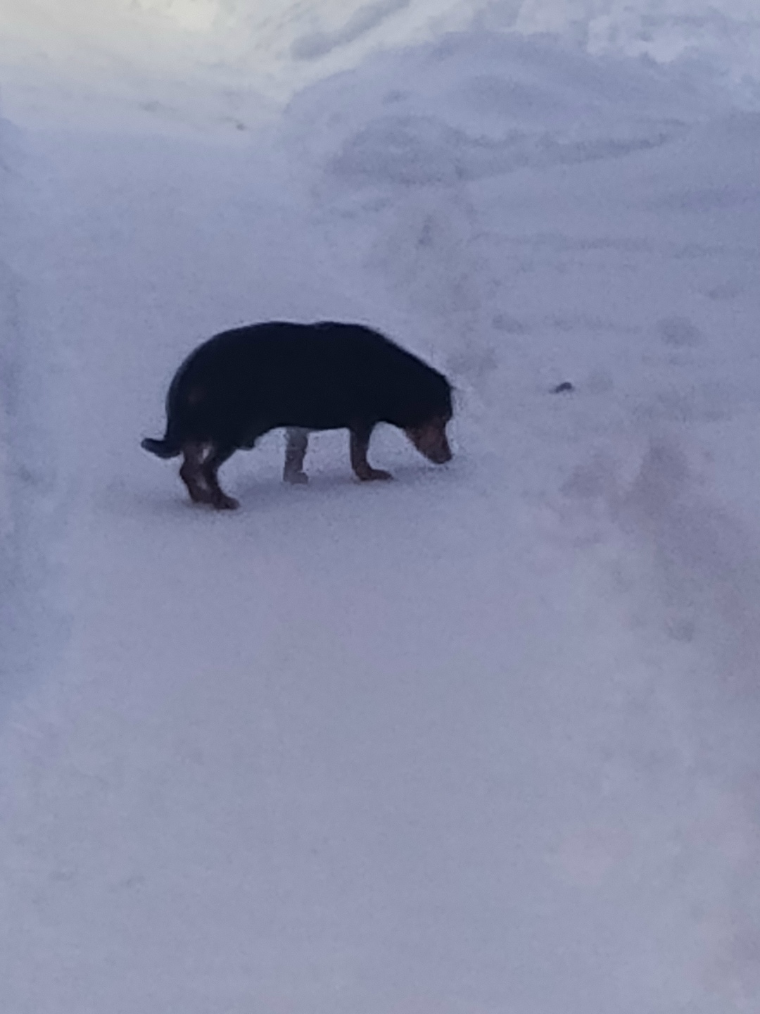 Найдена собака в Владимире — фото объявления