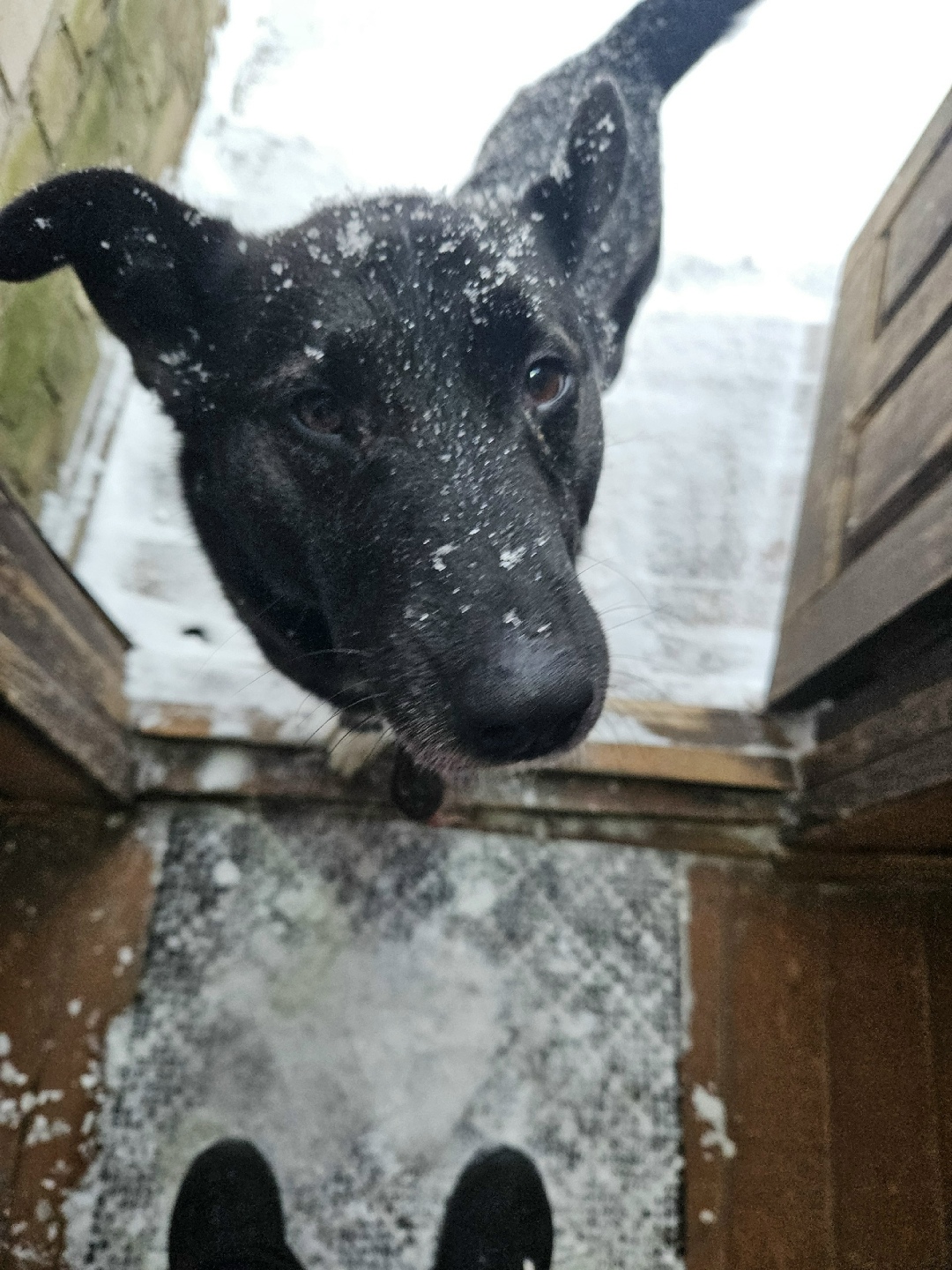Найдена собака в Владимире — фото объявления