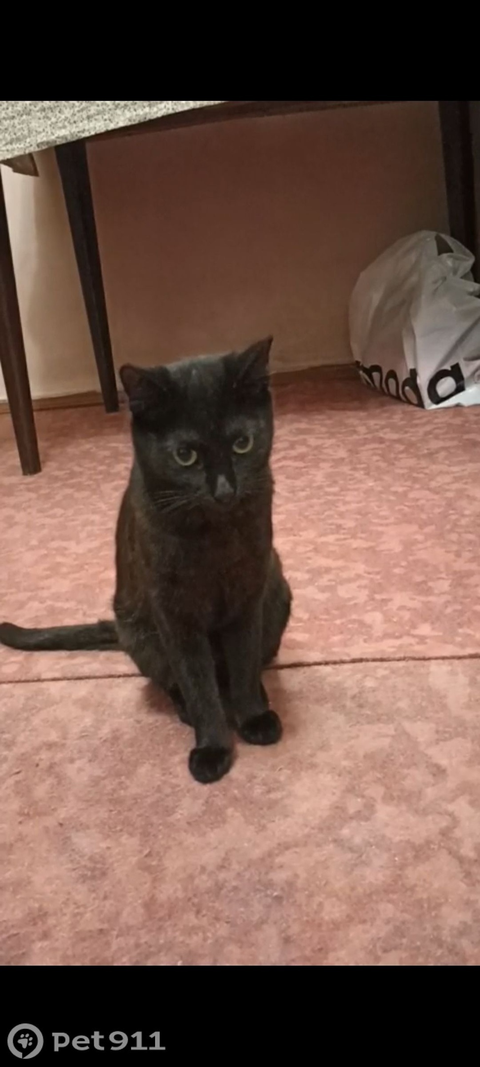 Пропала кошка в Владимире — фото объявления