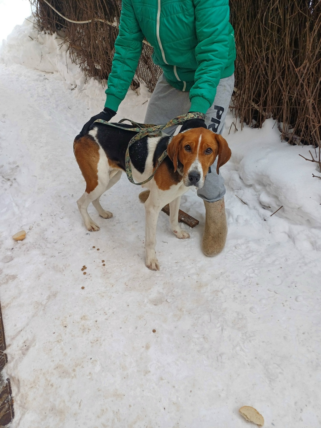 Найдена собака в Владимире — фото объявления