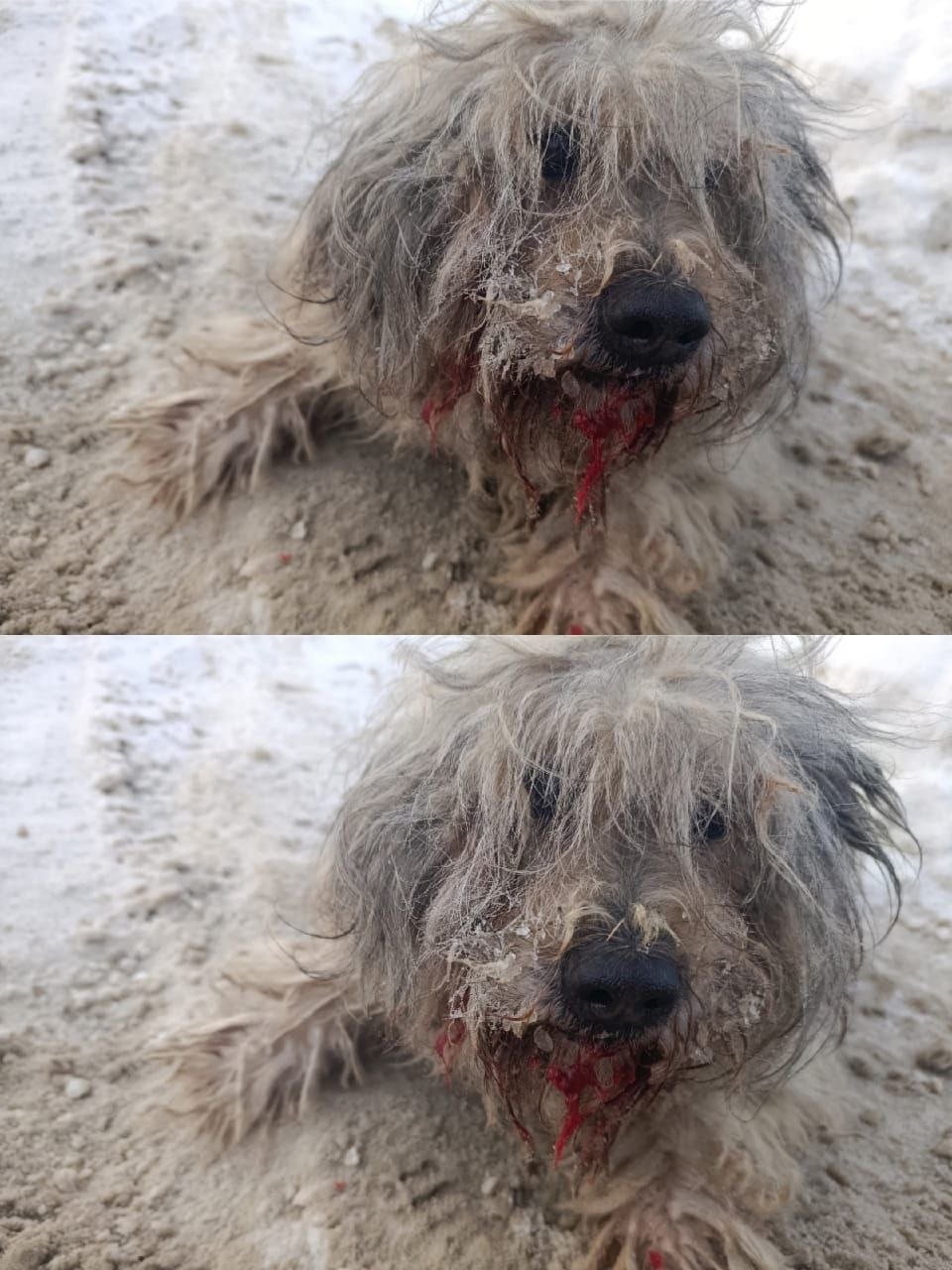 Найдена собака в Владимире — фото объявления