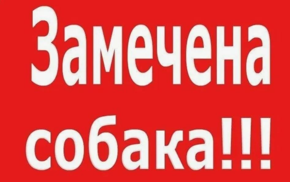 Найдена собака в Владимире — фото объявления