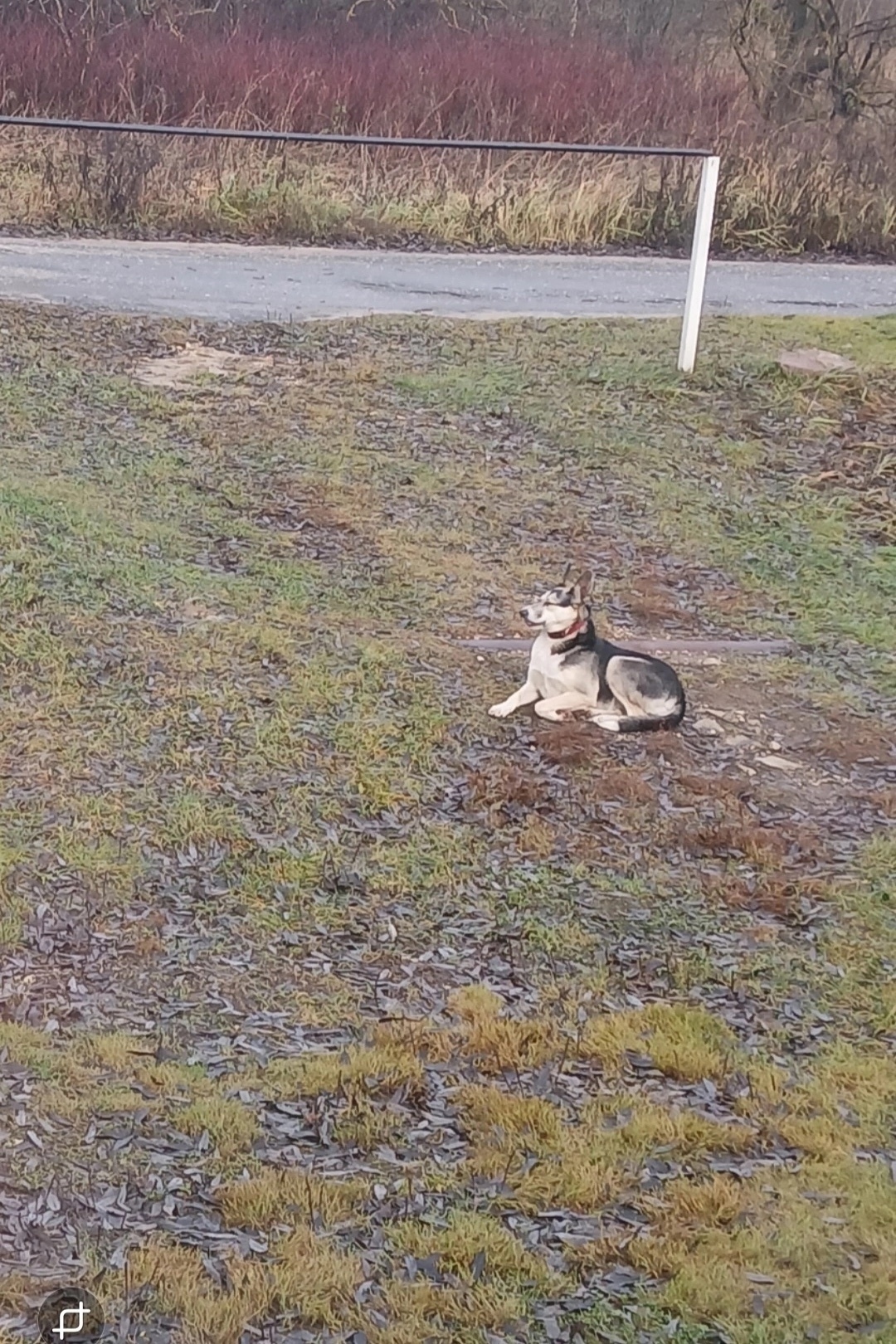 Пропала собака в Владимире — фото объявления