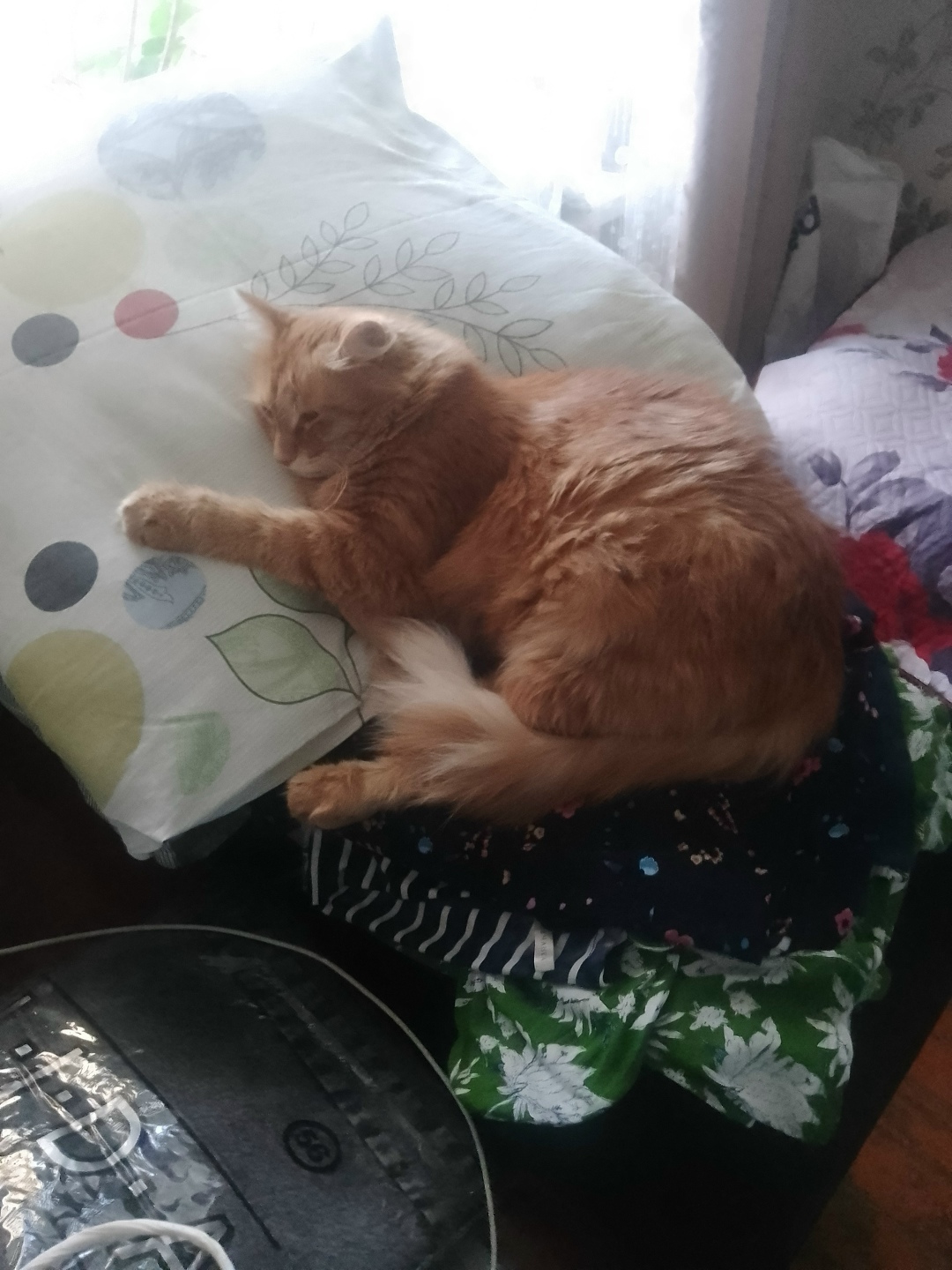 Пропала кошка в Владимире — фото объявления