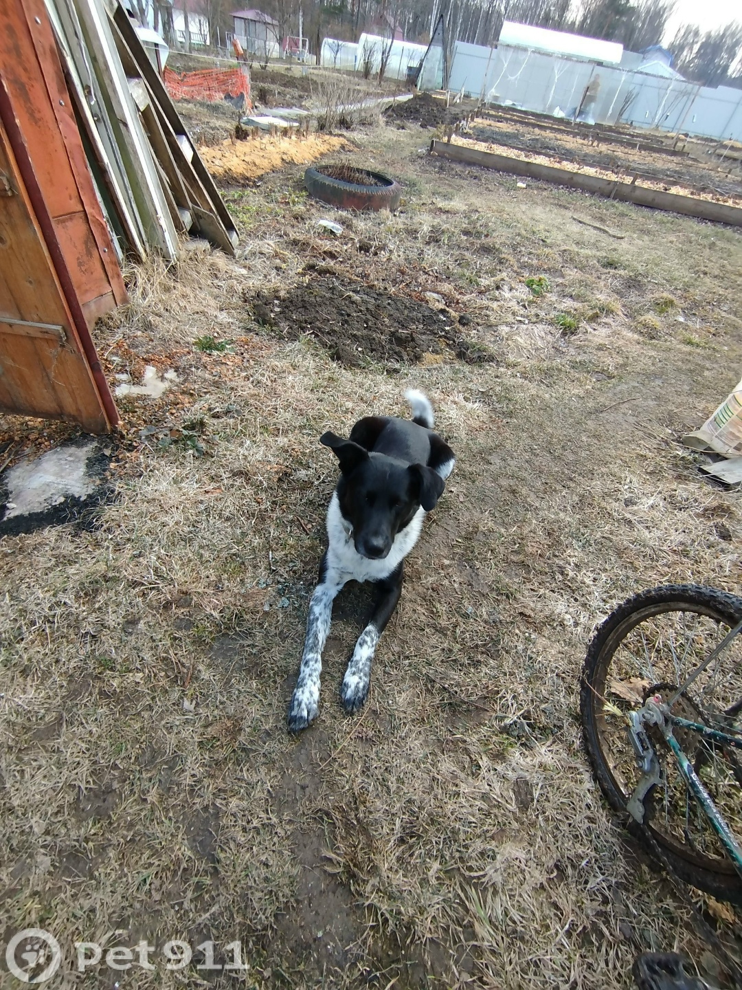 Пропала собака в Владимире — фото объявления