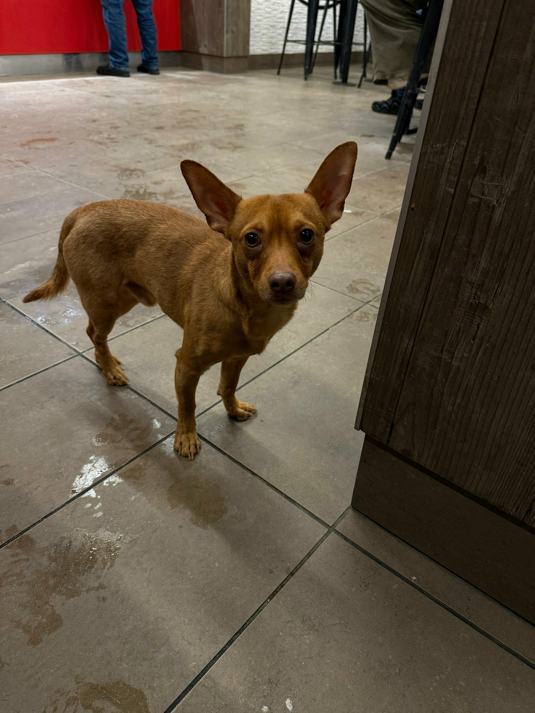 Найдена собака в Владимире — фото объявления