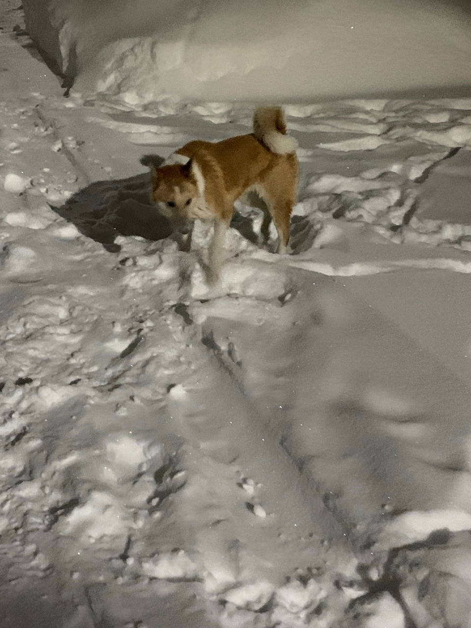 Найдена собака в Владимире — фото объявления