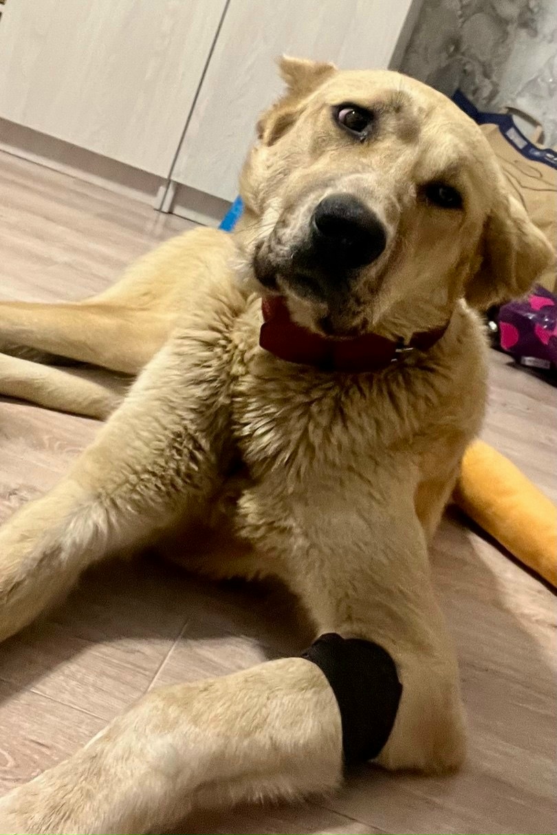 Найдена собака в Владимире — фото объявления