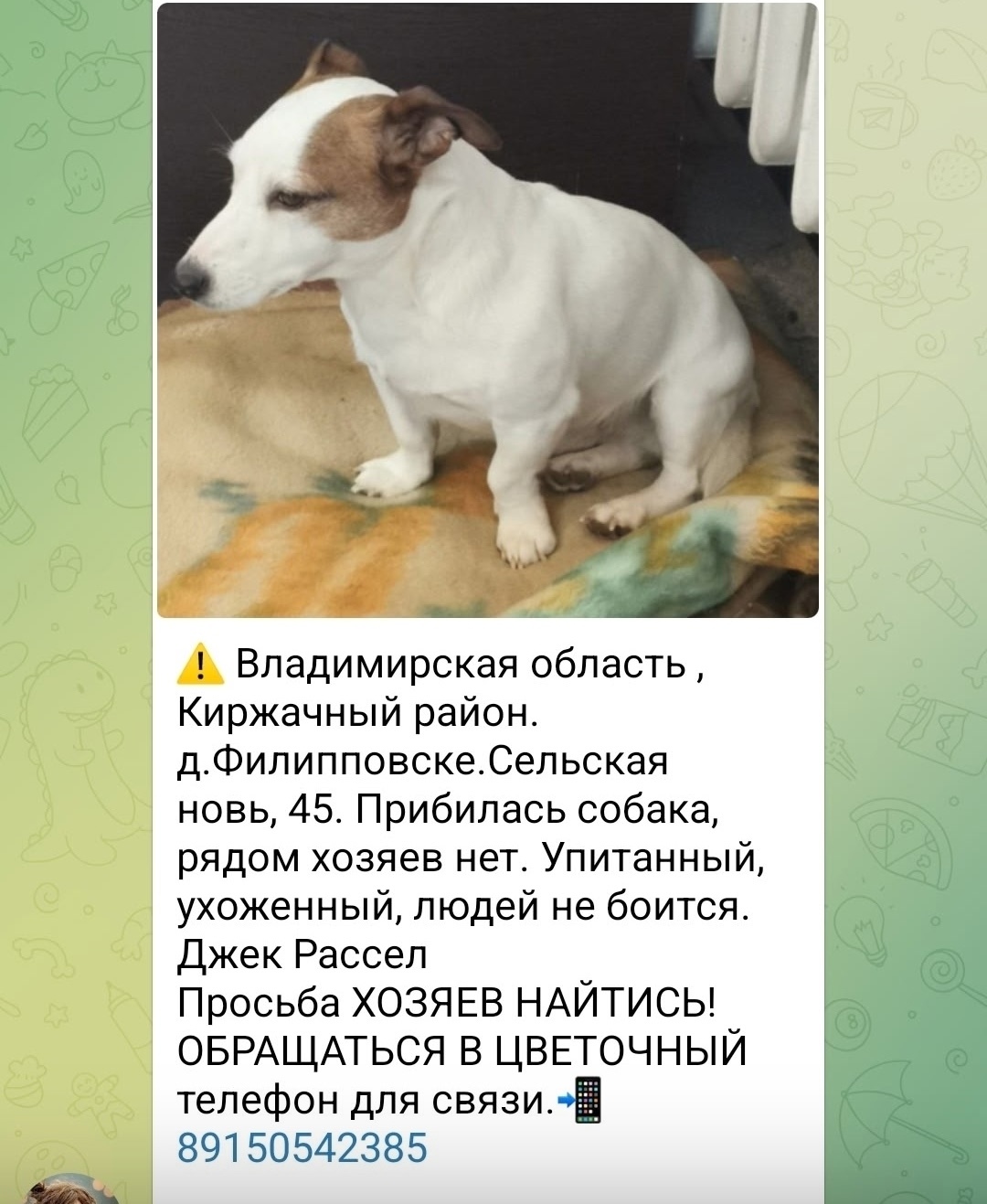 Найдена собака в Владимире — фото объявления