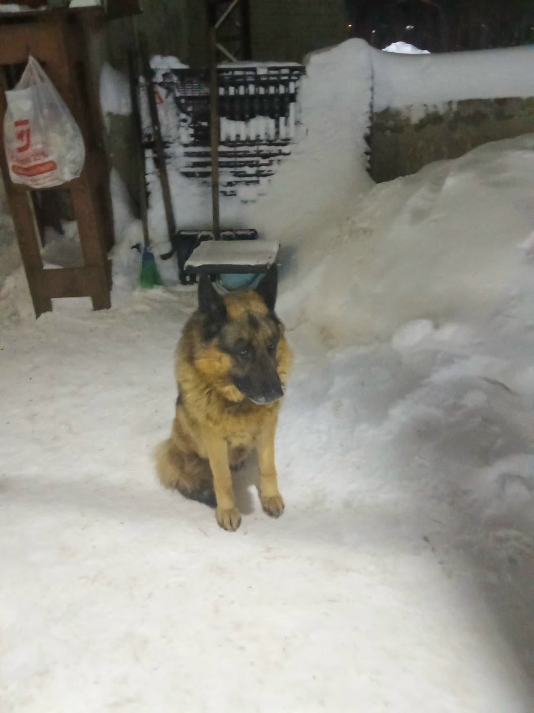 Найдена собака в Владимире — фото объявления