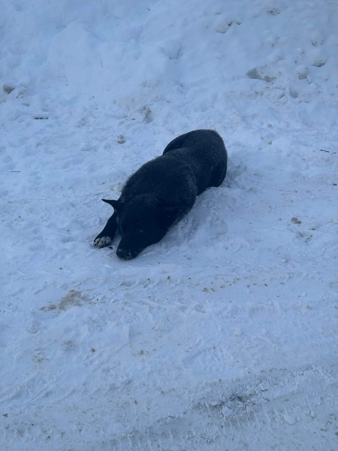 Найдена собака в Владимире — фото объявления