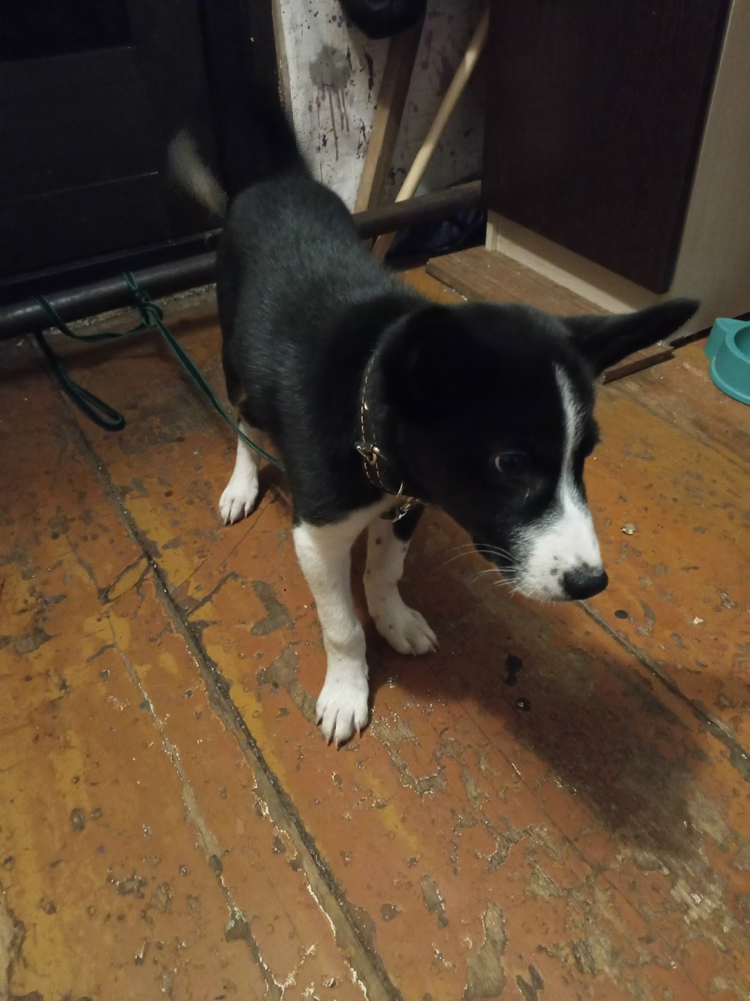 Найдена собака в Владимире — фото объявления