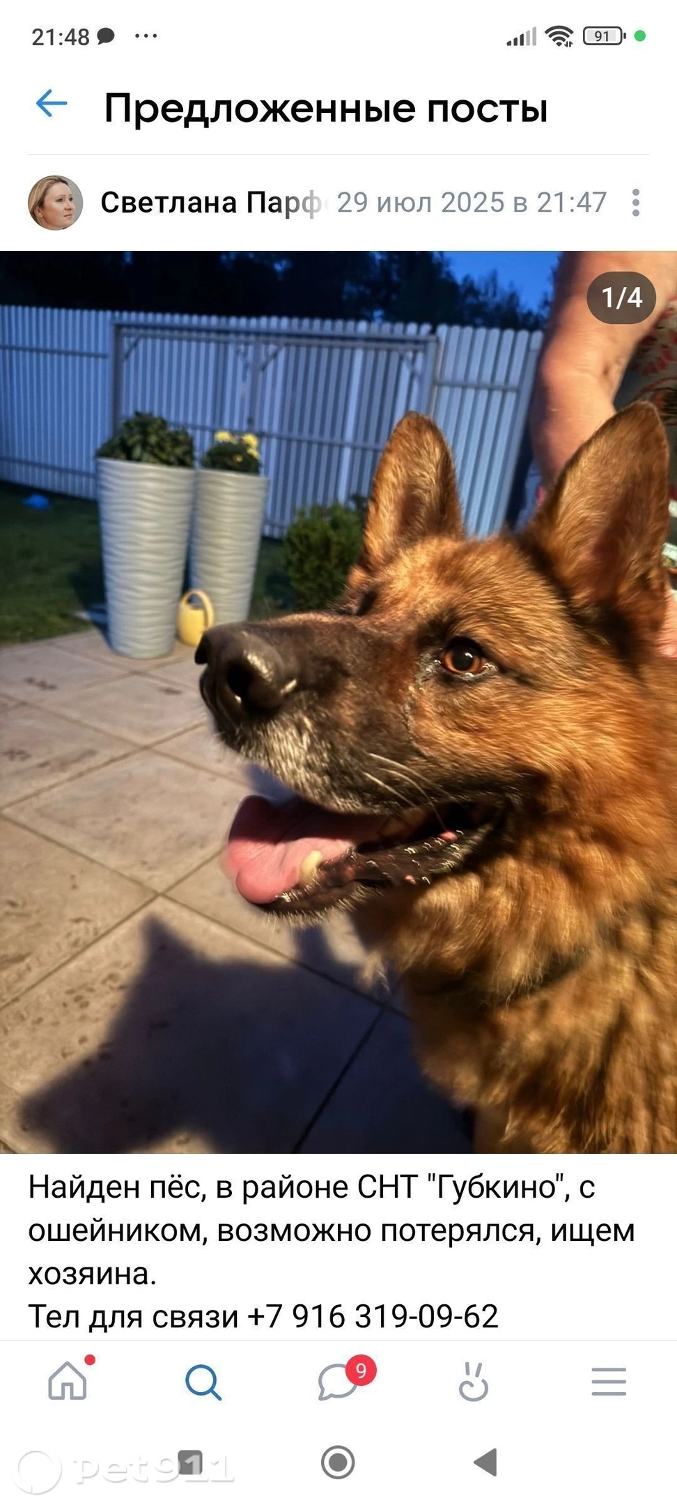 Найдена собака в Владимире — фото объявления