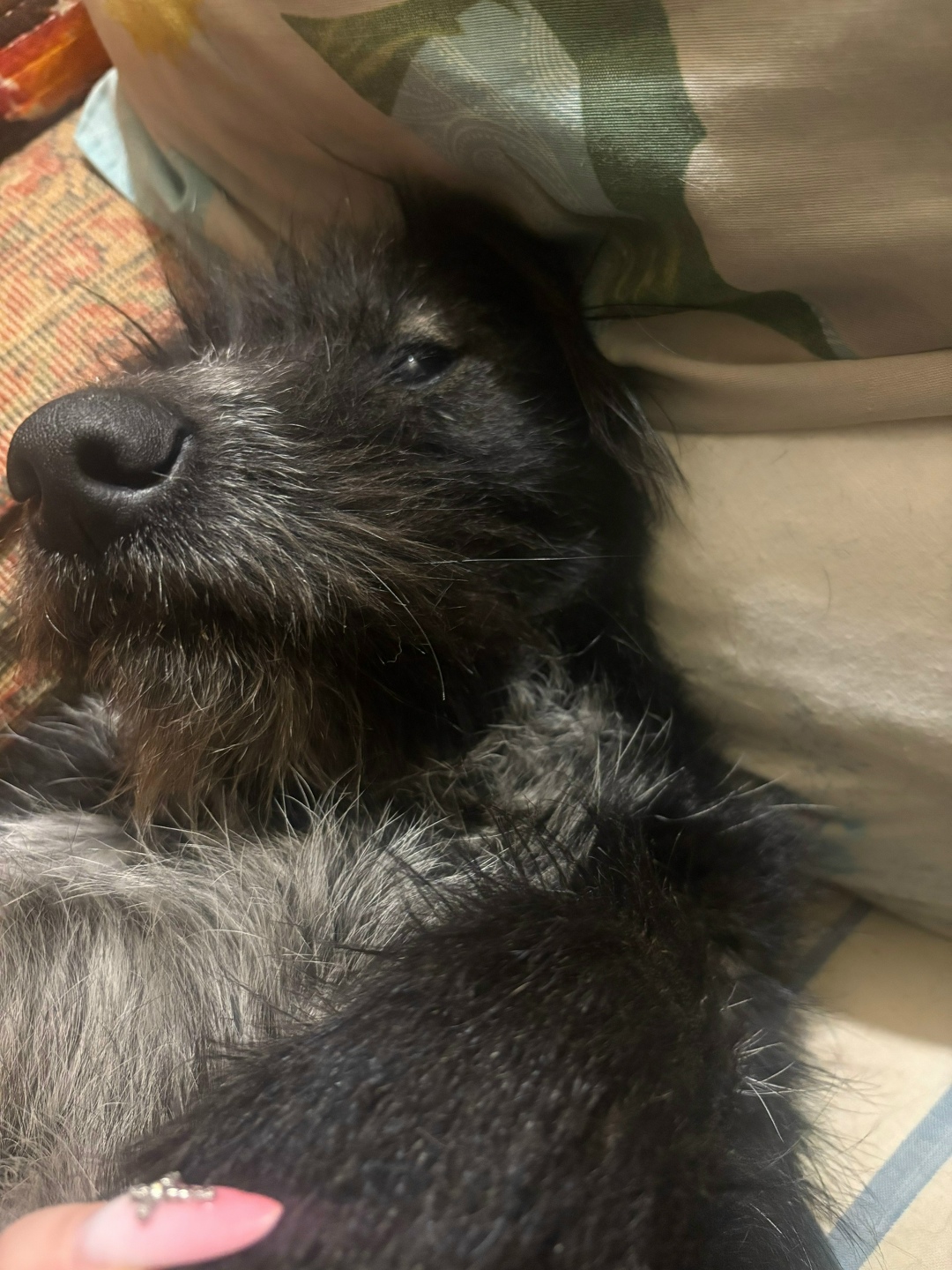 Найдена собака в Владимире — фото объявления