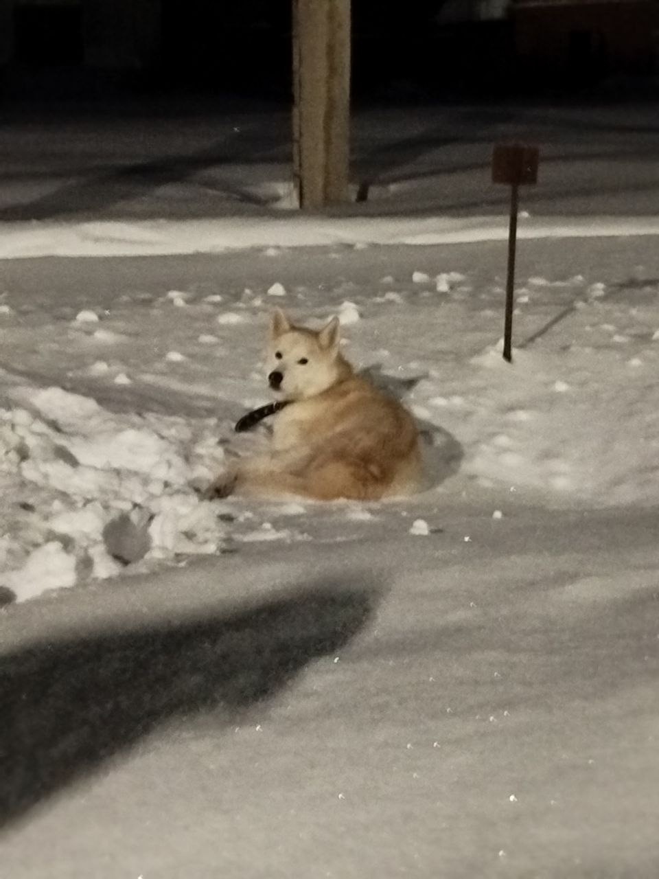 Найдена собака в Владимире — фото объявления