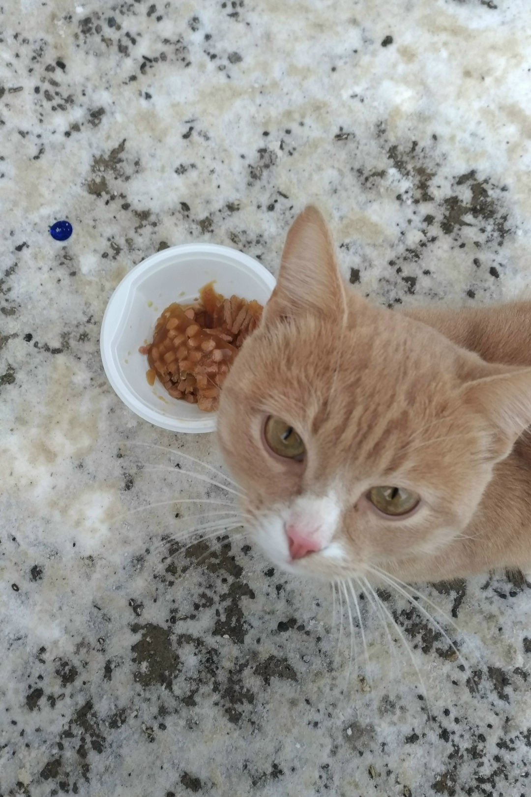 Найдена кошка в Владимире — фото объявления