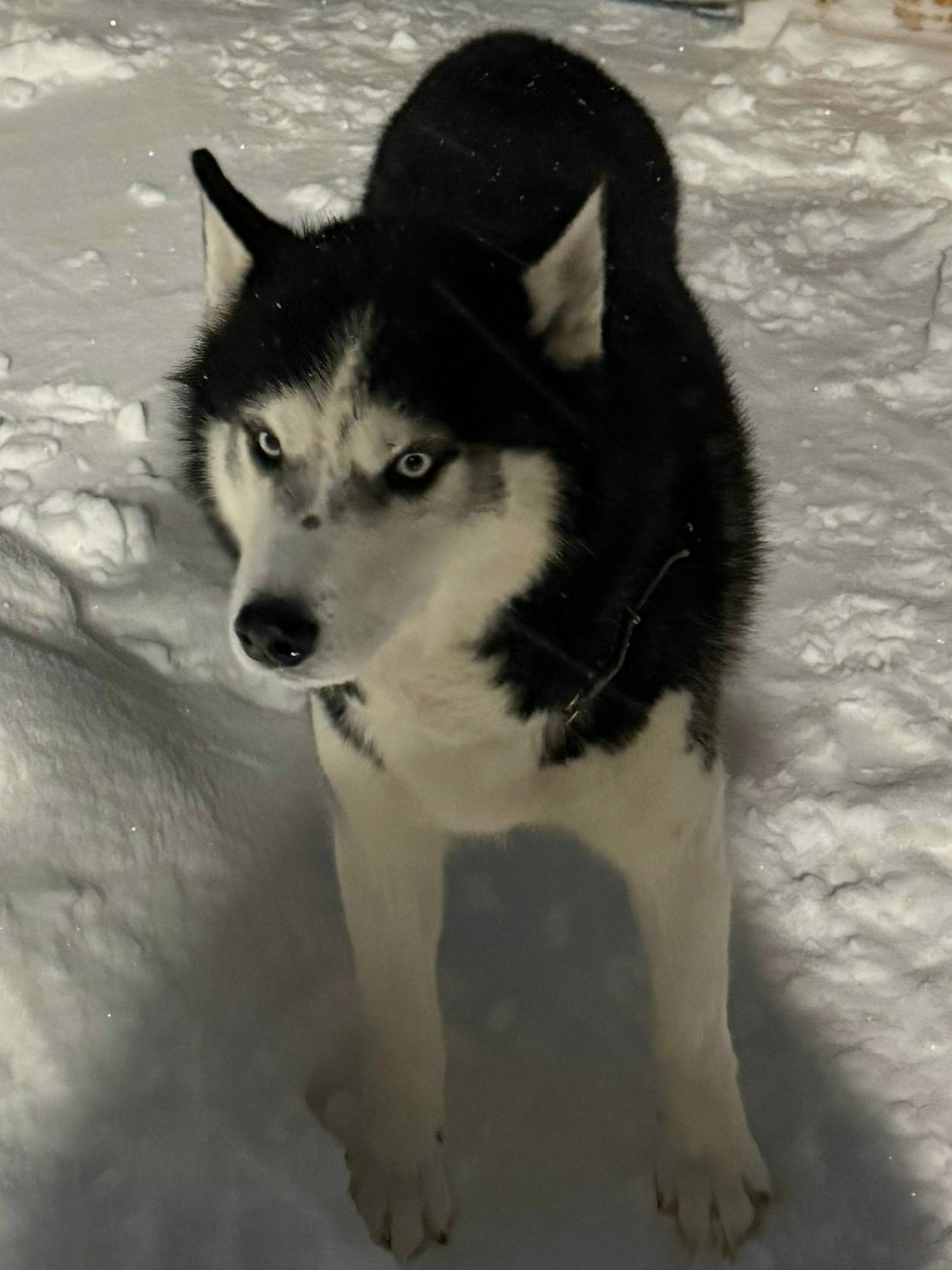 Найдена собака в Владимире — фото объявления