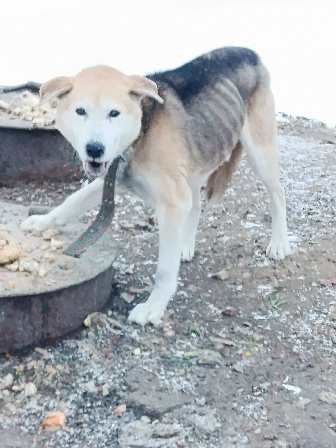 Найдена собака в Владимире — фото объявления