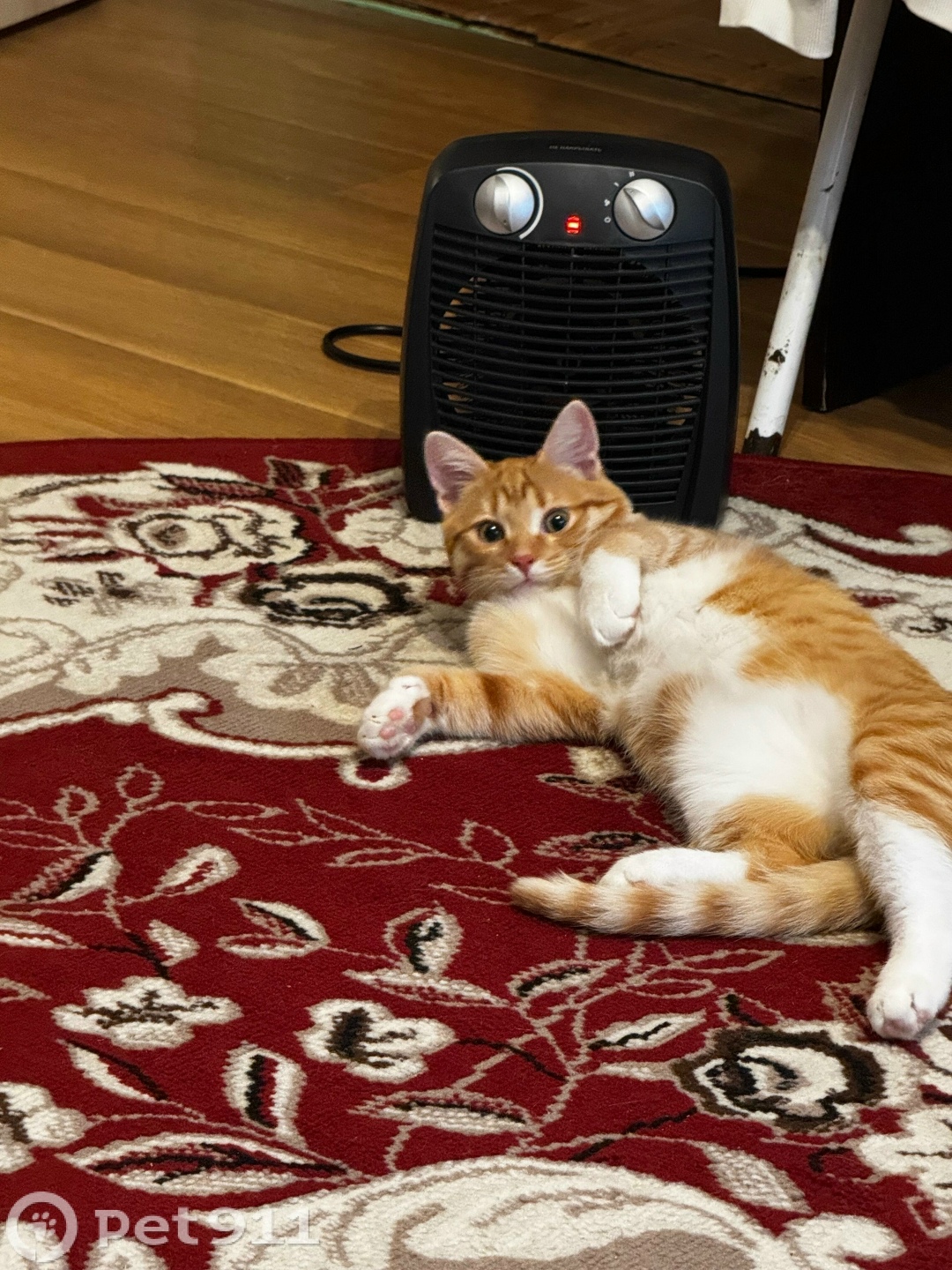 Пропала кошка в Владимире — фото объявления